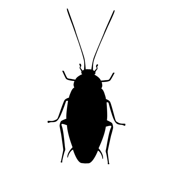 Cucaracha