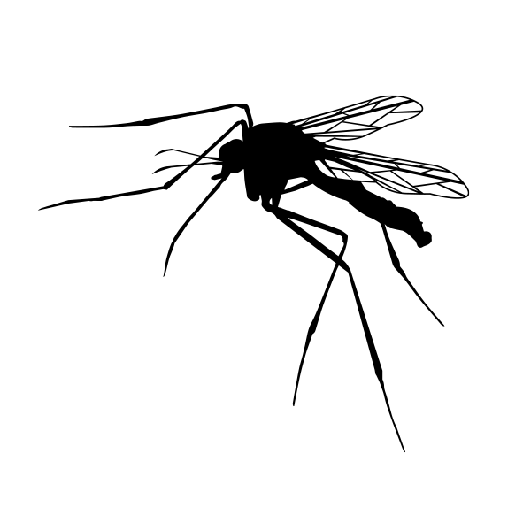 Mosquito